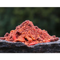 Crushed Mix Arctic Krill