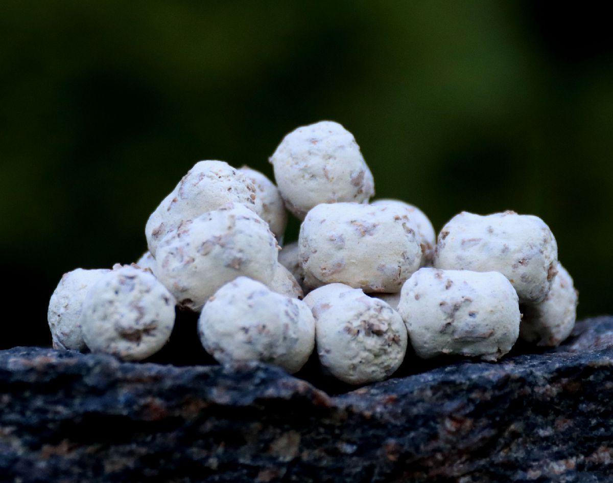 Dumbells Wafters White Strawberry Fehér Eper