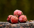 Horogcsali Bloodworm/Caviar