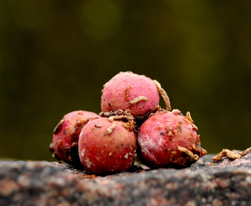 Horogcsali Bloodworm/Caviar